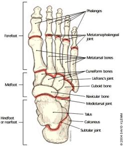 Forefoot_Midfoot_Hindfoot_diagram